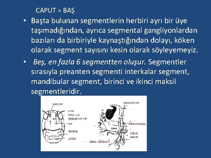 CAPUT = BAŞ • Başta bulunan segmentlerin herbiri ayrı bir üye taşımadığından, ayrıca segmental