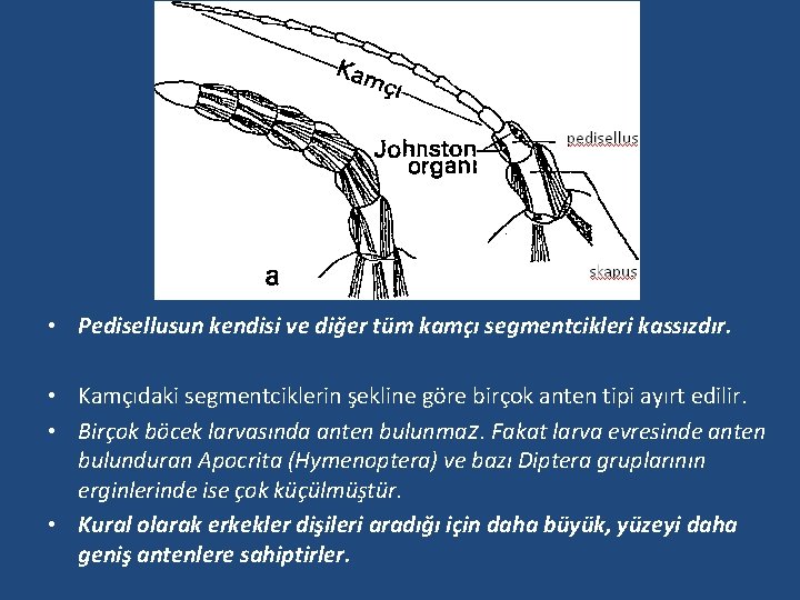  • Pedisellusun kendisi ve diğer tüm kamçı segmentcikleri kassızdır. • Kamçıdaki segmentciklerin şekline