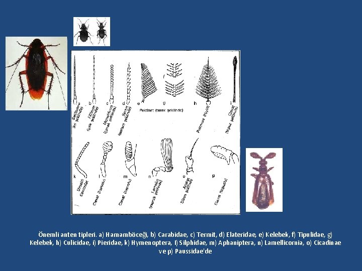Önemli anten tipleri. a) Hamamböceği, b) Carabidae, c) Termit, d) Elateridae, e) Kelebek, f)