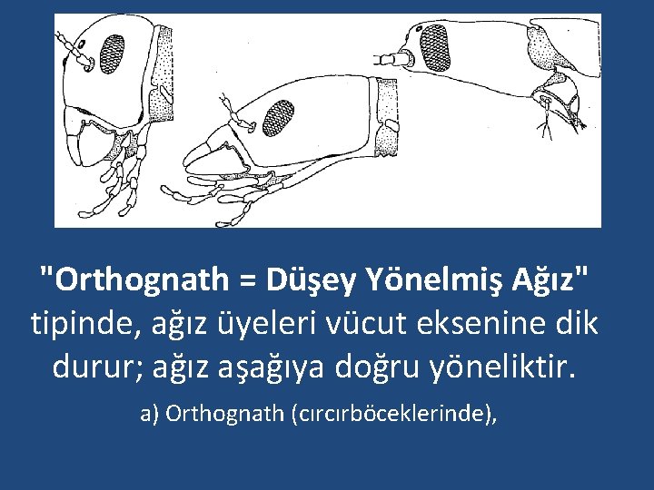 "Orthognath = Düşey Yönelmiş Ağız" tipinde, ağız üyeleri vücut eksenine dik durur; ağız aşağıya