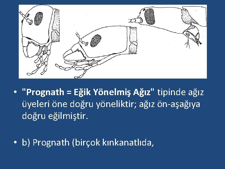  • "Prognath = Eğik Yönelmiş Ağız" tipinde ağız üyeleri öne doğru yöneliktir; ağız