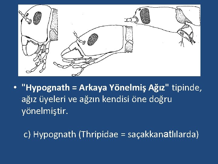  • "Hypognath = Arkaya Yönelmiş Ağız" tipinde, ağız üyeleri ve ağzın kendisi öne