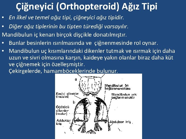 Çiğneyici (Orthopteroid) Ağız Tipi • En ilkel ve temel ağız tipi, çiğneyici ağız tipidir.