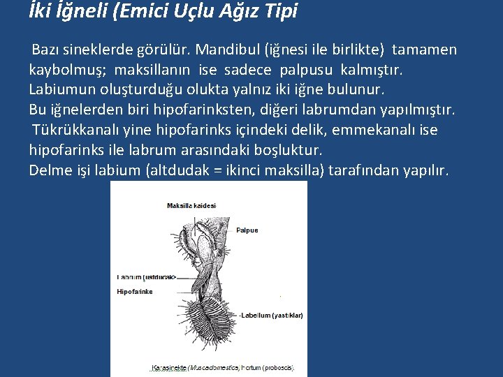 İki İğneli (Emici Uçlu Ağız Tipi Bazı sineklerde görülür. Mandibul (iğnesi ile birlikte) tamamen