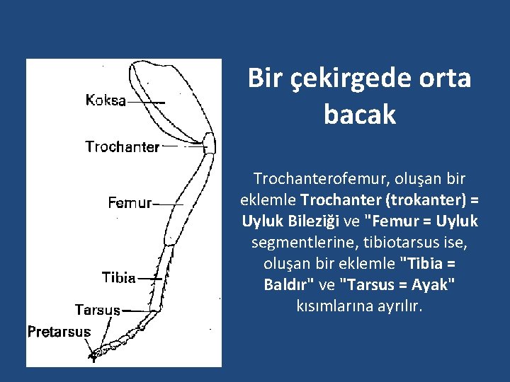 Bir çekirgede orta bacak Trochanterofemur, oluşan bir eklemle Trochanter (trokanter) = Uyluk Bileziği ve