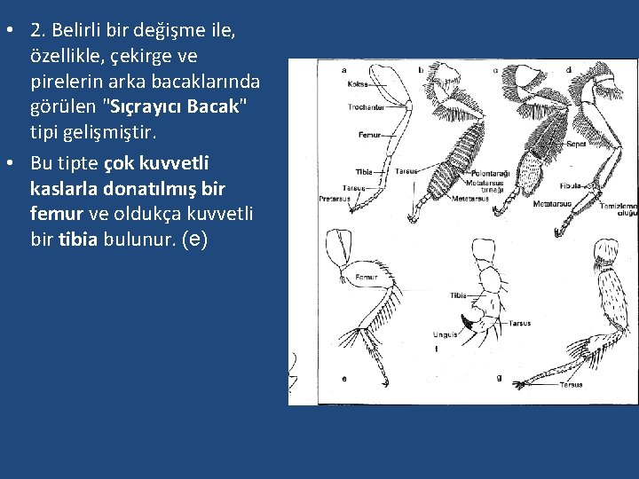  • 2. Belirli bir değişme ile, özellikle, çekirge ve pirelerin arka bacaklarında görülen