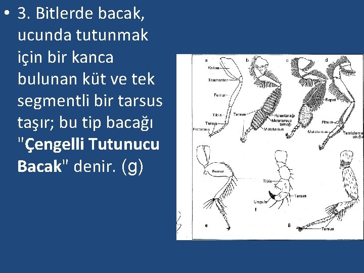  • 3. Bitlerde bacak, ucunda tutunmak için bir kanca bulunan küt ve tek