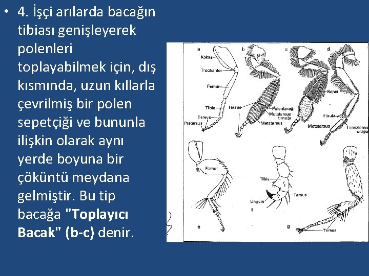  • 4. İşçi arılarda bacağın tibiası genişleyerek polenleri toplayabilmek için, dış kısmında, uzun