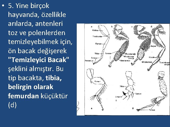  • 5. Yine birçok hayvanda, özellikle arılarda, antenleri toz ve polenlerden temizleyebilmek için,