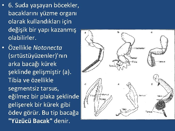  • 6. Suda yaşayan böcekler, bacaklarını yüzme organı olarak kullandıkları için değişik bir