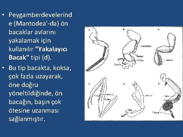  • Peygamberdevelerind e (Mantodea'-da) ön bacaklar avlarını yakalamak için kullanılır "Yakalayıcı Bacak" tipi