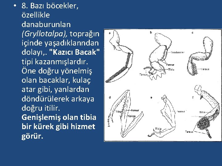  • 8. Bazı böcekler, özellikle danaburunlan (Gryllotalpa), toprağın içinde yaşadıklanndan dolayı, . "Kazıcı