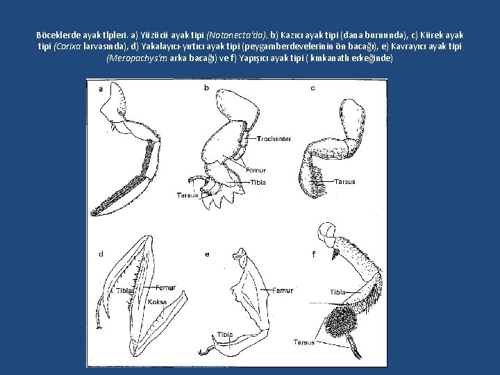 Böceklerde ayak tlpleri. a) Yüzücü ayak tipi (Notonecta'da), b) Kazıcı ayak tipi (dana burnunda),