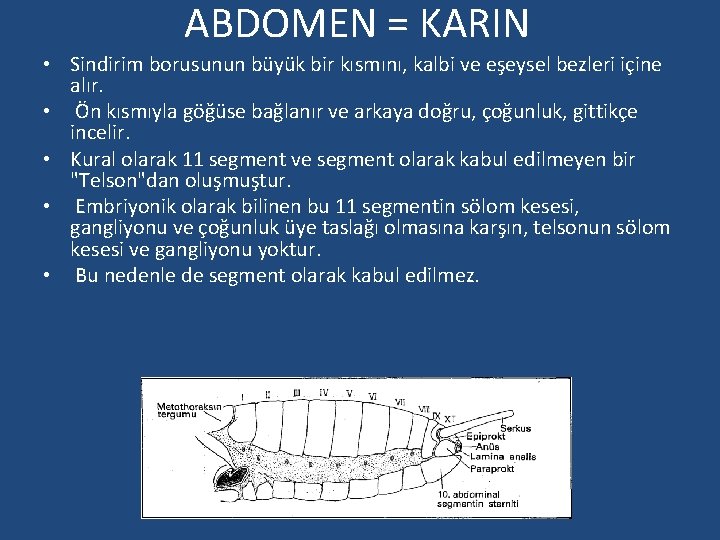 ABDOMEN = KARIN • Sindirim borusunun büyük bir kısmını, kalbi ve eşeysel bezleri içine