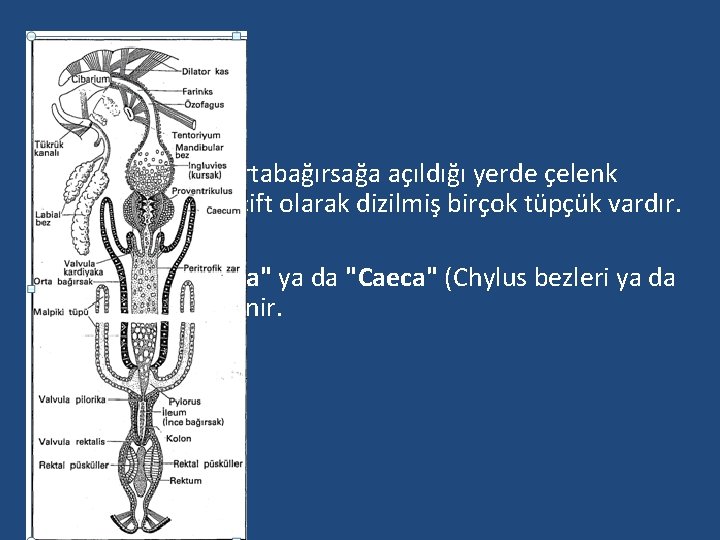  • Önbağırsağın ortabağırsağa açıldığı yerde çelenk şeklinde ya da çift olarak dizilmiş birçok