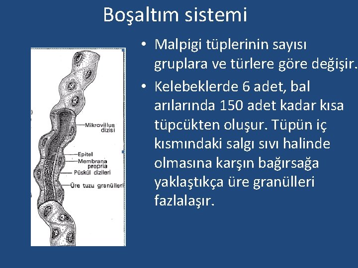 Boşaltım sistemi • Malpigi tüplerinin sayısı gruplara ve türlere göre değişir. • Kelebeklerde 6