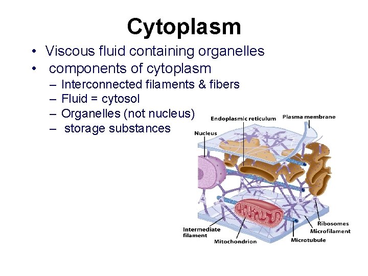 Cytoplasm • Viscous fluid containing organelles • components of cytoplasm – – Interconnected filaments