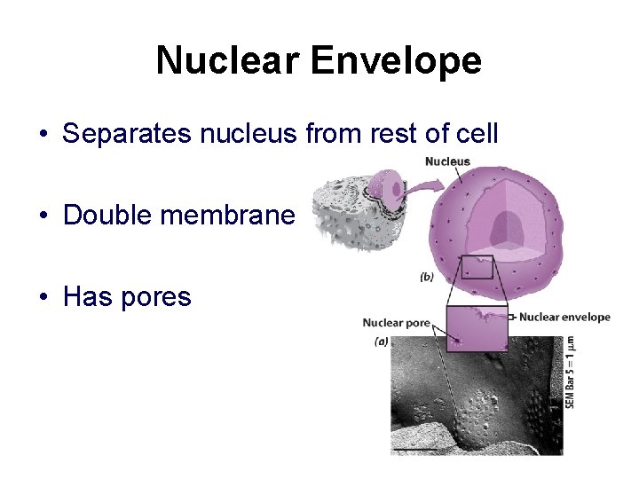 Nuclear Envelope • Separates nucleus from rest of cell • Double membrane • Has