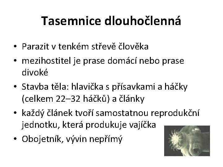 Tasemnice dlouhočlenná • Parazit v tenkém střevě člověka • mezihostitel je prase domácí nebo