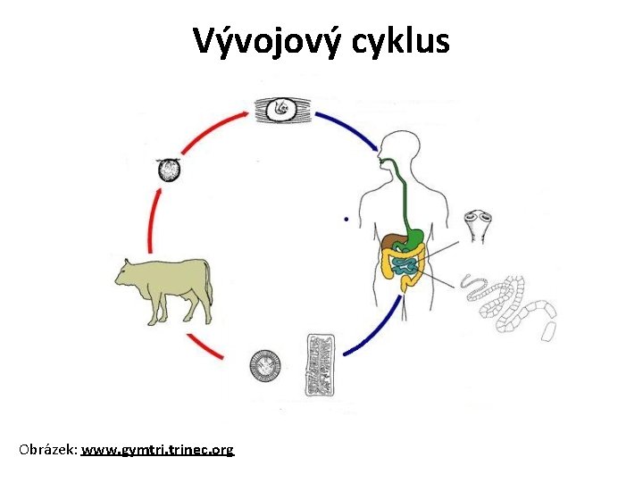 Vývojový cyklus Obrázek: www. gymtri. trinec. org 