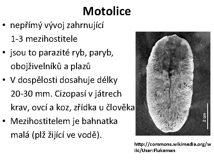 Motolice • nepřímý vývoj zahrnující 1 -3 mezihostitele • jsou to parazité ryb, paryb,