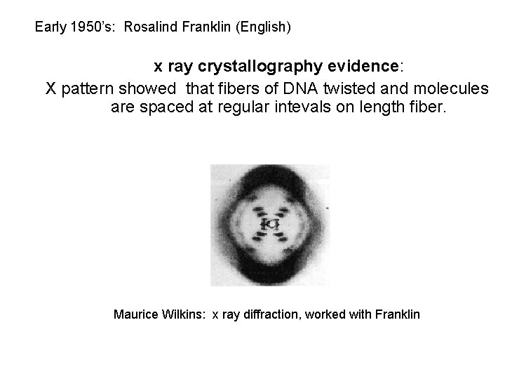 Early 1950’s: Rosalind Franklin (English) x ray crystallography evidence: X pattern showed that fibers