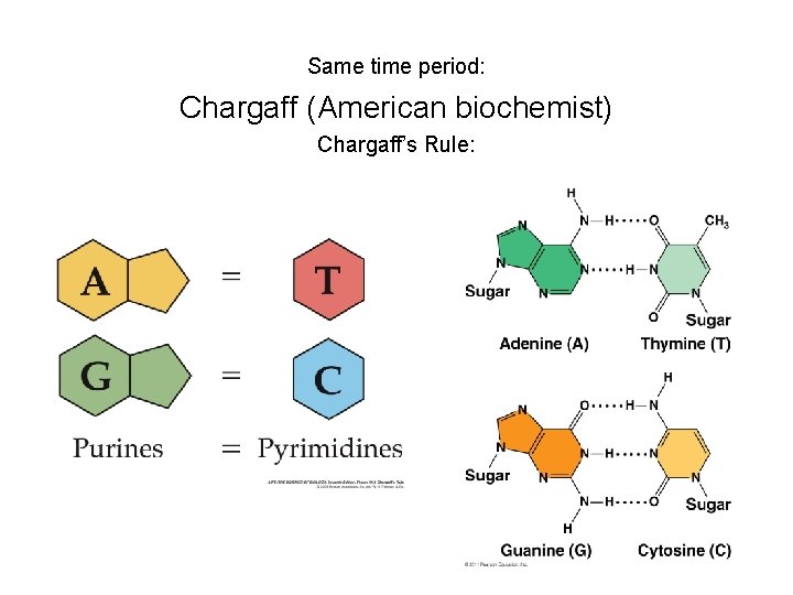 Same time period: Chargaff (American biochemist) Chargaff’s Rule: 