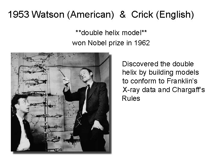1953 Watson (American) & Crick (English) **double helix model** won Nobel prize in 1962