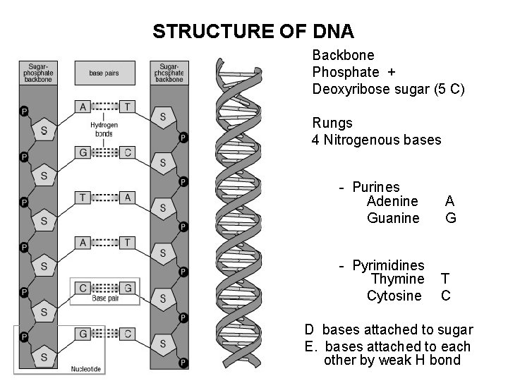 STRUCTURE OF DNA Backbone Phosphate + Deoxyribose sugar (5 C) Rungs 4 Nitrogenous bases