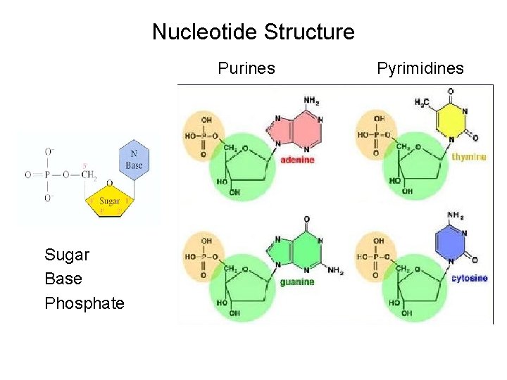 Nucleotide Structure Purines Sugar Base Phosphate Pyrimidines 