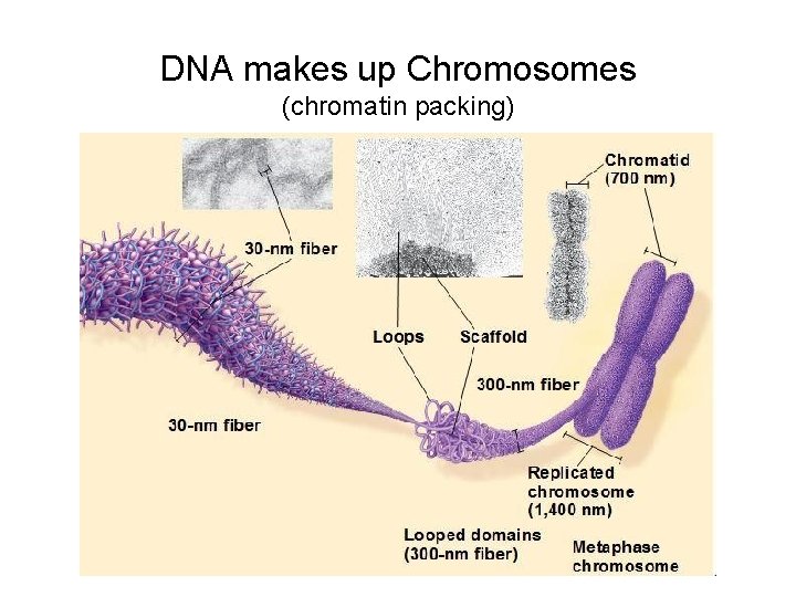 DNA makes up Chromosomes (chromatin packing) 
