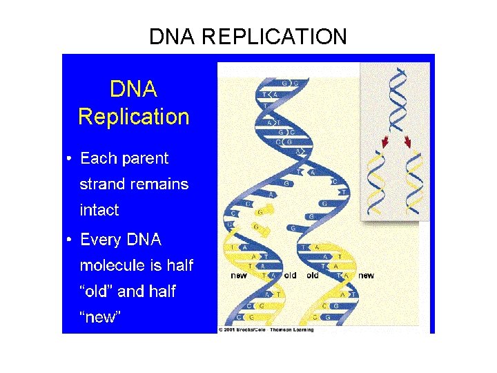 DNA REPLICATION 