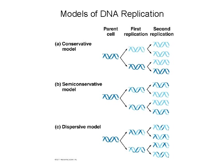 Models of DNA Replication 