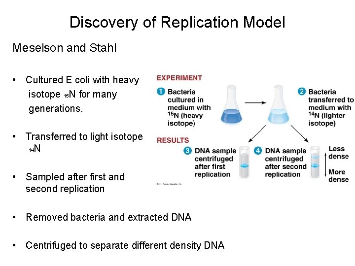 Discovery of Replication Model Meselson and Stahl • Cultured E coli with heavy isotope