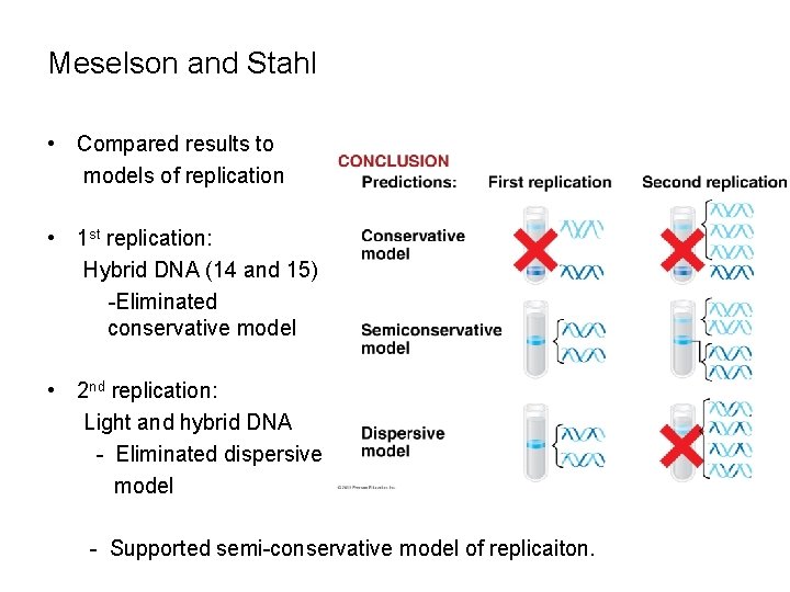 Meselson and Stahl • Compared results to models of replication • 1 st replication: