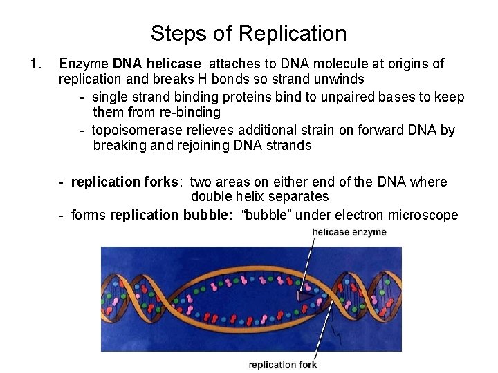 Steps of Replication 1. Enzyme DNA helicase attaches to DNA molecule at origins of