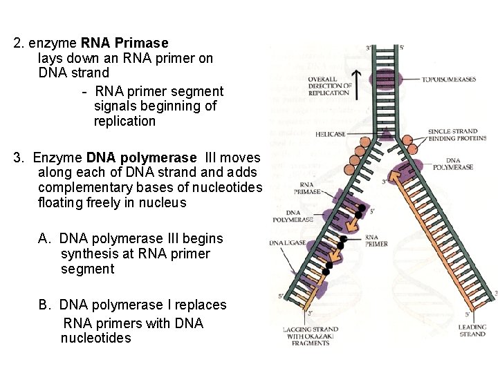 2. enzyme RNA Primase lays down an RNA primer on DNA strand - RNA