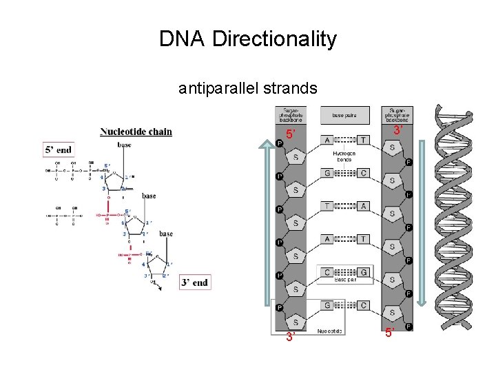 DNA Directionality antiparallel strands 5’ 3’ 3’ 5’ 