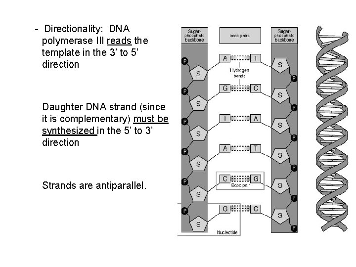 - Directionality: DNA polymerase III reads the template in the 3’ to 5’ direction