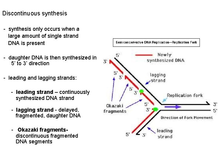 Discontinuous synthesis - synthesis only occurs when a large amount of single strand DNA