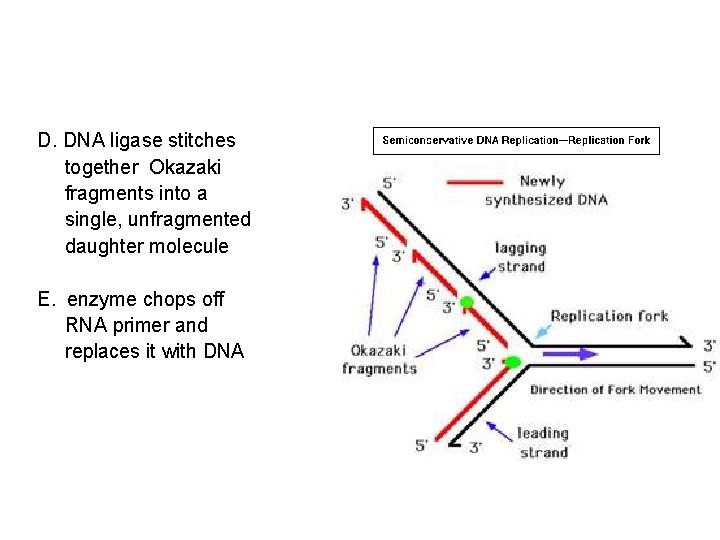 D. DNA ligase stitches together Okazaki fragments into a single, unfragmented daughter molecule E.