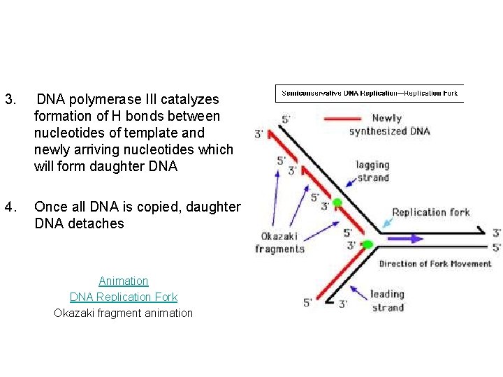 3. DNA polymerase III catalyzes formation of H bonds between nucleotides of template and