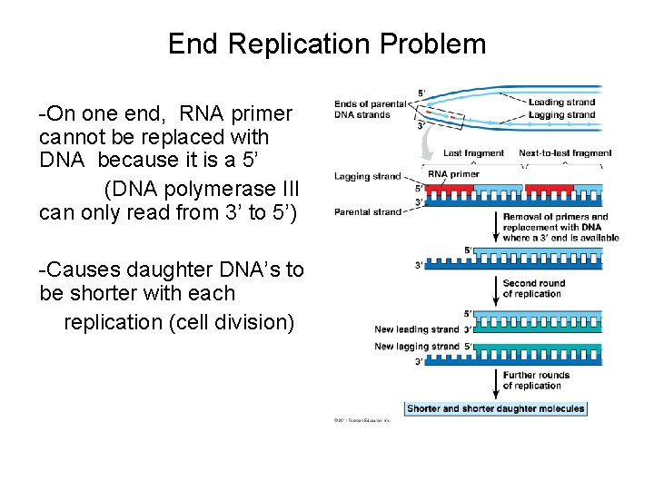End Replication Problem -On one end, RNA primer cannot be replaced with DNA because