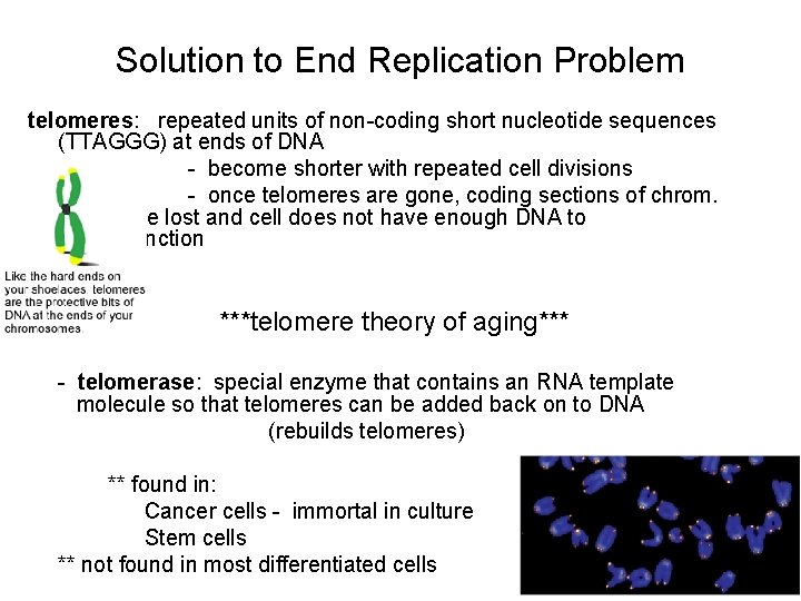 Solution to End Replication Problem telomeres: repeated units of non-coding short nucleotide sequences (TTAGGG)