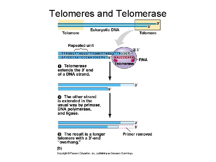 Telomeres and Telomerase 