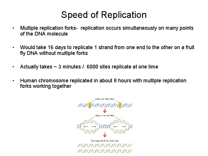 Speed of Replication • Multiple replication forks- replication occurs simultaneously on many points of