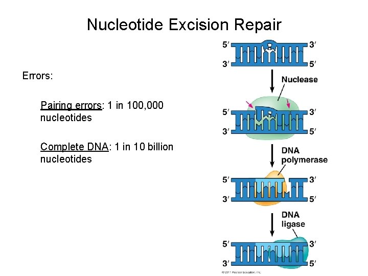 Nucleotide Excision Repair Errors: Pairing errors: 1 in 100, 000 nucleotides Complete DNA: 1