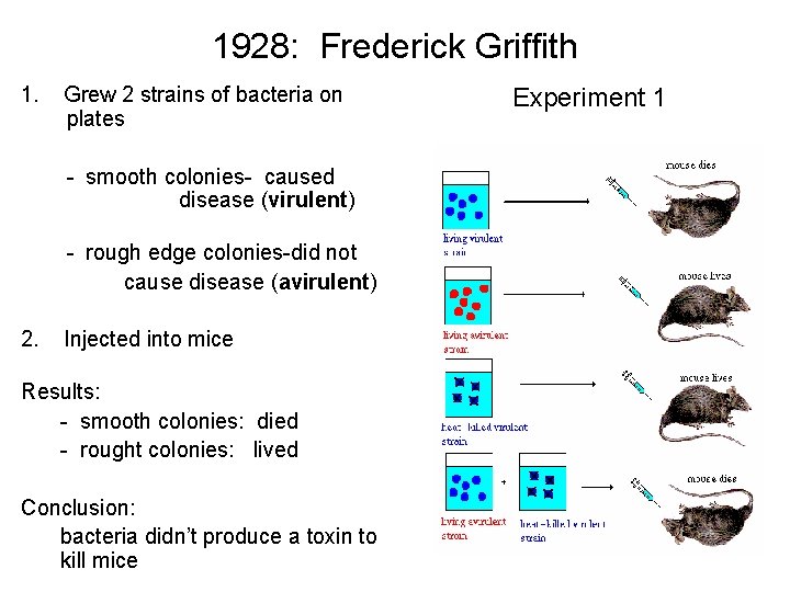 1928: Frederick Griffith 1. Grew 2 strains of bacteria on plates - smooth colonies-