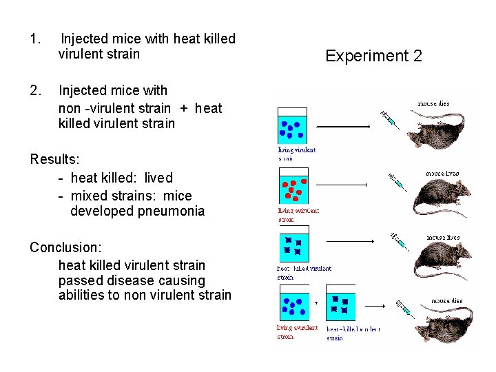 1. Injected mice with heat killed virulent strain 2. Injected mice with non -virulent