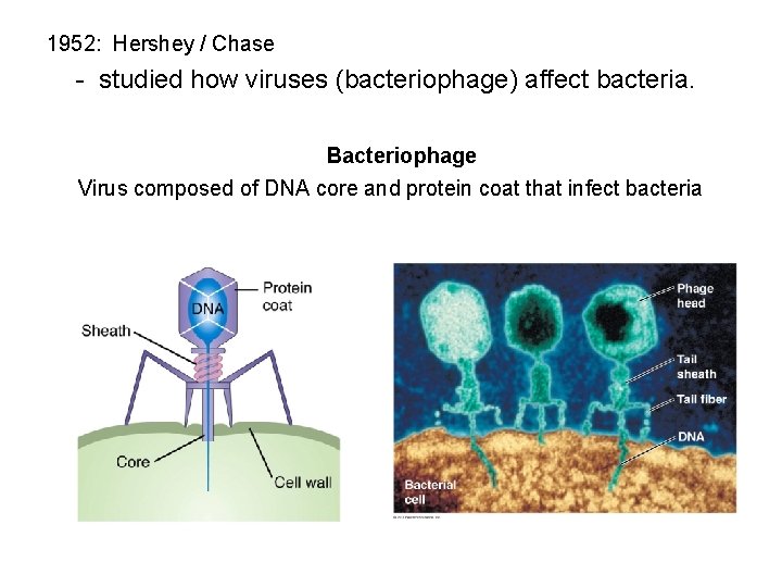 1952: Hershey / Chase - studied how viruses (bacteriophage) affect bacteria. Bacteriophage Virus composed